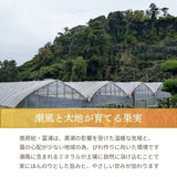 びわ 【生稲農園】 房州びわ 2kg 24～30個 サイズ色々 枇杷 皇室献上の実績 父の日 千葉県南房総市《5/中旬～5/下旬より出荷》
