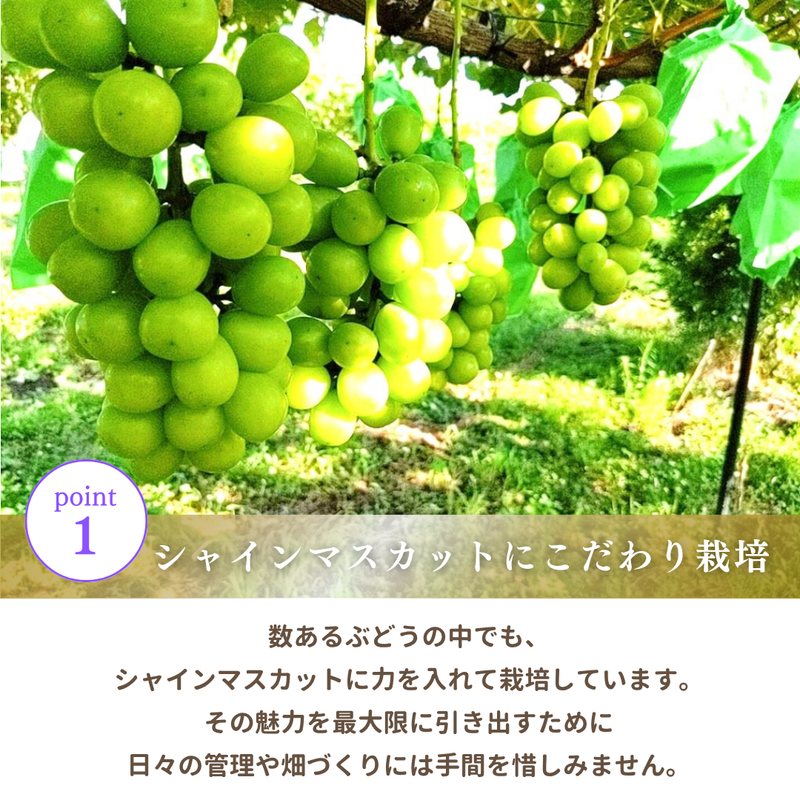 ぶどう 【箭内厳雄果樹園】 シャインマスカット 約1.8kg 2～３房 福島県 《10/上旬より出荷開始》