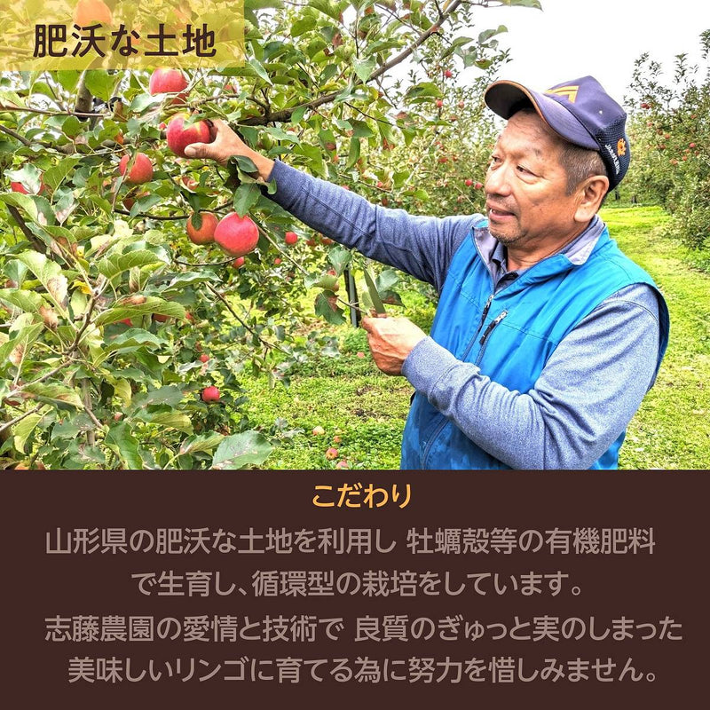 りんご 【志藤農園】 小玉りんご ピンクレディ 特秀 2kg 8～11玉 山形県  リンゴ 林檎