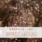 さくらんぼ 【フルーツ彩】 佐藤錦 200g×4P 800g ML 山形県上山市  《6/中旬～6/下旬の出荷》