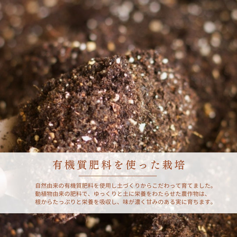 さくらんぼ 【フルーツ彩】 佐藤錦 200g×4P 800g ML 山形県上山市  《6/中旬～6/下旬の出荷》