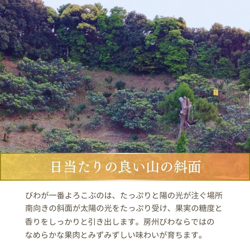 びわ 【生稲農園】 房州びわ 2kg 24～30個 サイズ色々 枇杷 皇室献上の実績 父の日 千葉県南房総市《5/中旬～5/下旬より出荷》