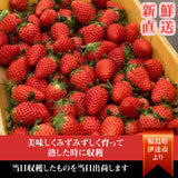 いちご 【斎藤農園】ゆうやけベリー (15～20粒 300g)×2P 福島県伊達市 《5/1～5/10より出荷》