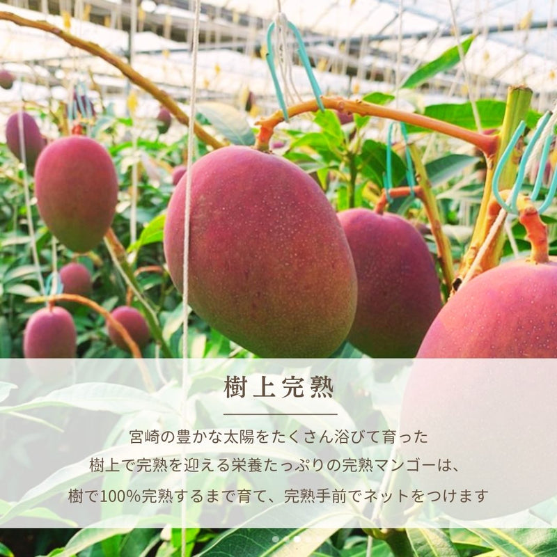 マンゴー 【緒方果樹園】 完熟マンゴー 2L 2個 700g 贈答用 宮崎県宮崎市 《5/上～5/中より出荷》