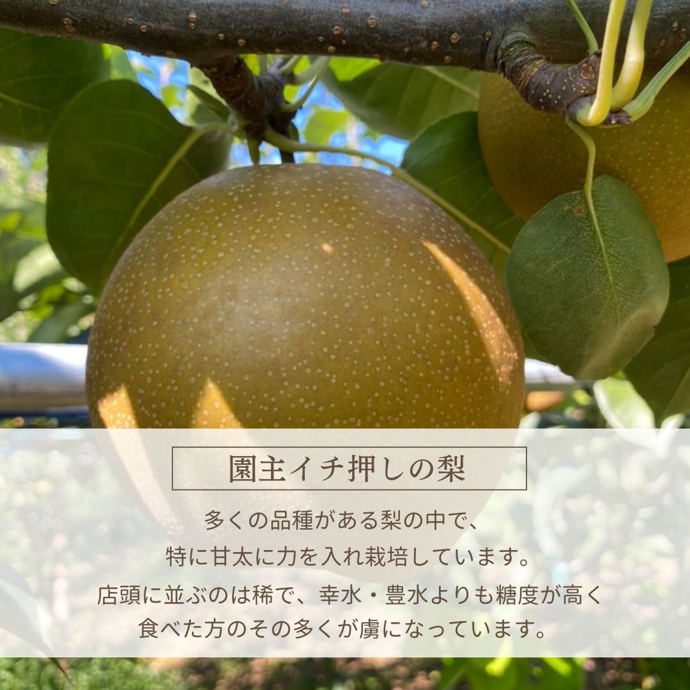 梨 【 フルーツランド外塚農園 】 甘太 3kg 5～6個 贈答用 茨城県