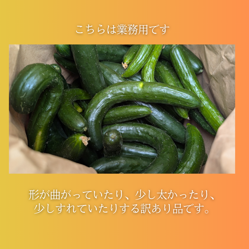キュウリ 【エムズアグリ】業務用 訳あり きゅうり 約15㎏ 福島県須賀川市