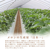 メロン 【OTM出荷組合】 メロン オトメメロン 5玉 2L 糖度15度以上 贈答用 母の日 茨城県鉾田市 茨城町 《4/下旬～5/上旬より出荷》