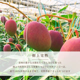 マンゴー 【緒方果樹園】 完熟マンゴー 特大 5～6L 1個 600g以上 贈答用 宮崎県宮崎市 《6/上～6/下の出荷》