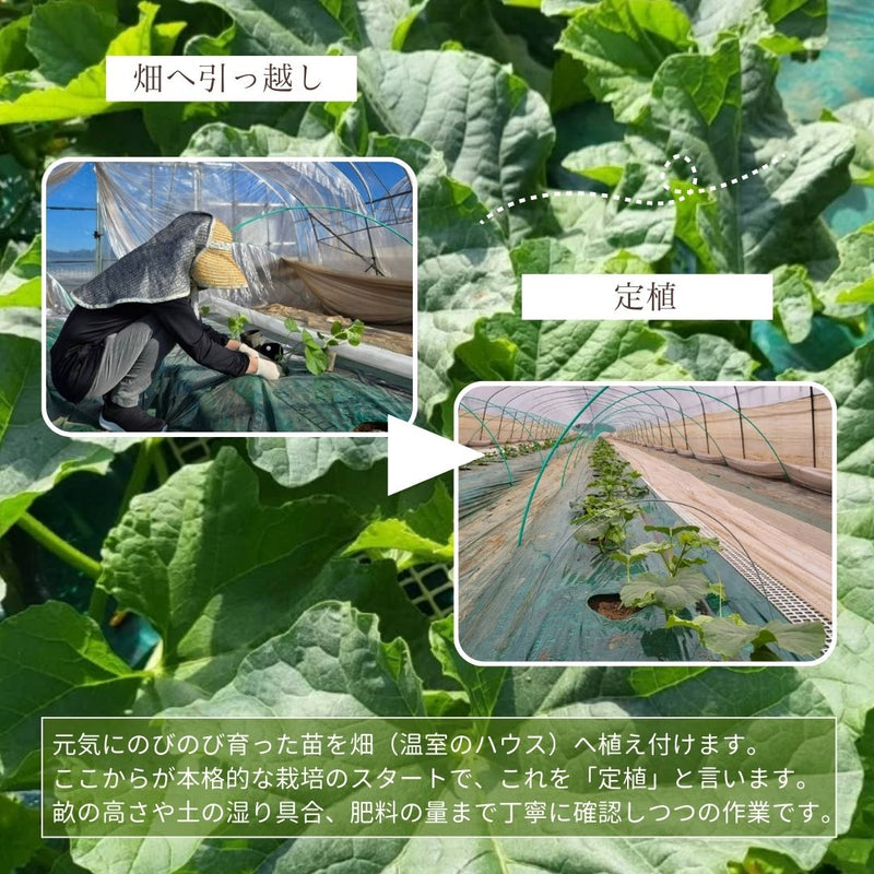 メロン 【メロン農家の根崎】 イバラキング 2玉 3.2kg 贈答用 2024年 イバラキング品評会1位 茨城県鉾田市 《6/上旬～6/中旬より出荷》