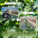 メロン 【メロン農家の根崎】 イバラキング 2玉 3kg 家庭用 2024年 イバラキング品評会1位 茨城県鉾田市 《6/上旬～6/中旬より出荷》