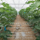 いちじく 【ファームさとう】 贈答用 品種おまかせ 12～13個 1㎏ 千葉県香取市 《8/上旬～8/下旬より出荷》