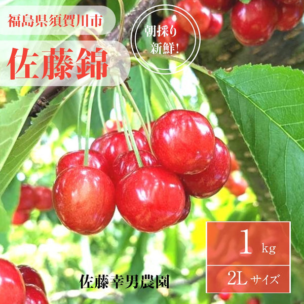 さくらんぼ 【佐藤幸男農園】 佐藤錦 2L 1kg 贈答用 福島県 《6/中旬～6/下旬の出荷》