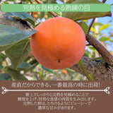 柿 甘柿 【フルーツファームいしくら】 富有柿等 皇室献上の味 広瀬の柿 化粧箱約3kg ３L 8～9個 特秀 贈答用 プレゼント 山梨県笛吹市 種なし かき《10/下旬～11/上旬の出荷》