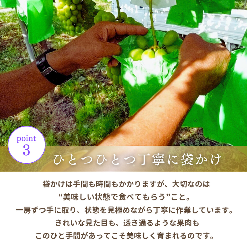 ぶどう 【箭内厳雄果樹園】 シャインマスカット 約1.8kg 2～３房 福島県 《10/上旬より出荷開始》