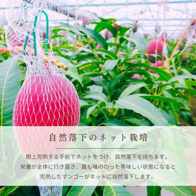 マンゴー 【緒方果樹園】 完熟マンゴー 2L 2個 700g 贈答用 宮崎県宮崎市 《5/上～5/中より出荷》