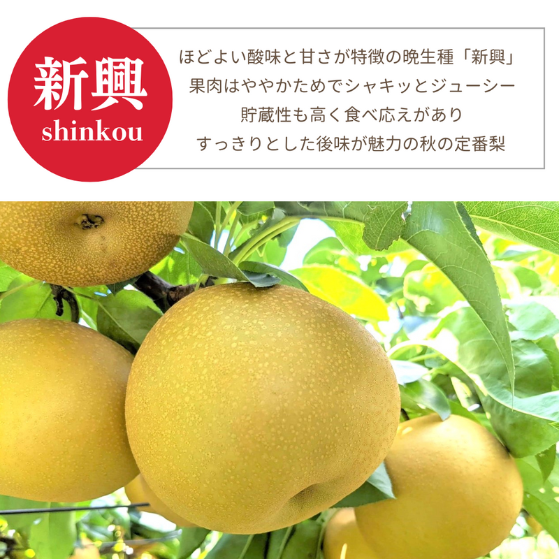 梨 【箭内厳雄果樹園】 家庭用 1種 5kg 8～11個 福島県須賀川市《11/上旬～11/中旬より出荷》