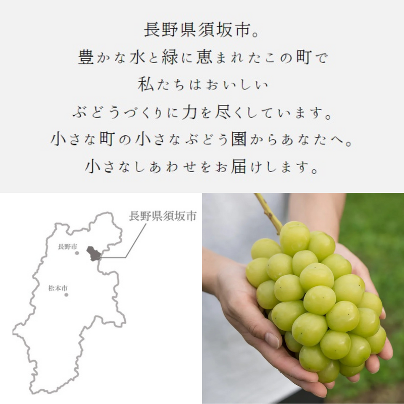 ぶどう 【境果樹園】 富士の輝き シャインマスカット 1房ずつ 約1kg 長野県須坂市 《10/上旬～10/中旬より出荷》