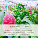 マンゴー 【緒方果樹園】 完熟マンゴー 3L 2個 900g 贈答用 宮崎県宮崎市 《5/上～5/中より出荷》