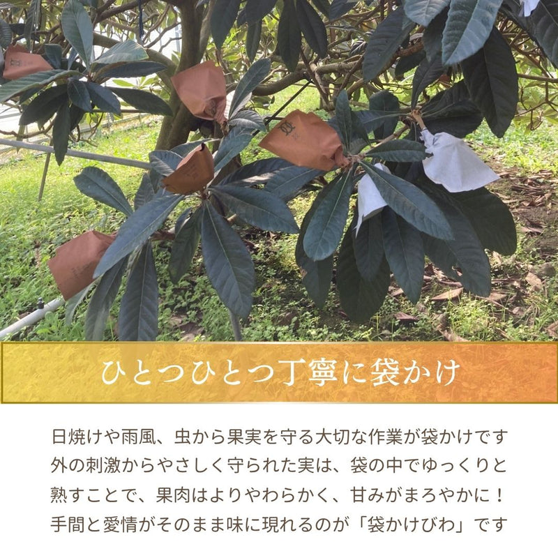 びわ 【生稲農園】 房州びわ 1kg サイズ色々 枇杷 皇室献上の実績 父の日 千葉県南房総市《5/中旬～5/下旬より出荷》