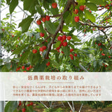 さくらんぼ 【フルーツ彩】 佐藤錦 200g×4P 800g ML 山形県上山市  《6/中旬～6/下旬の出荷》