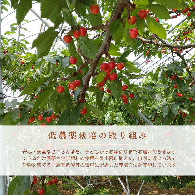 さくらんぼ 【フルーツ彩】 佐藤錦 200g×4P 800g ML 山形県上山市  《6/中旬～6/下旬の出荷》