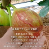 いちじく 【ファームさとう】 贈答用 品種おまかせ 12～13個 1㎏ 千葉県香取市 《8/上旬～8/下旬より出荷》