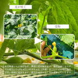 メロン 【メロン農家の根崎】 イバラキング 2玉 3.2kg 贈答用 2024年 イバラキング品評会1位 茨城県鉾田市 《6/上旬～6/中旬より出荷》