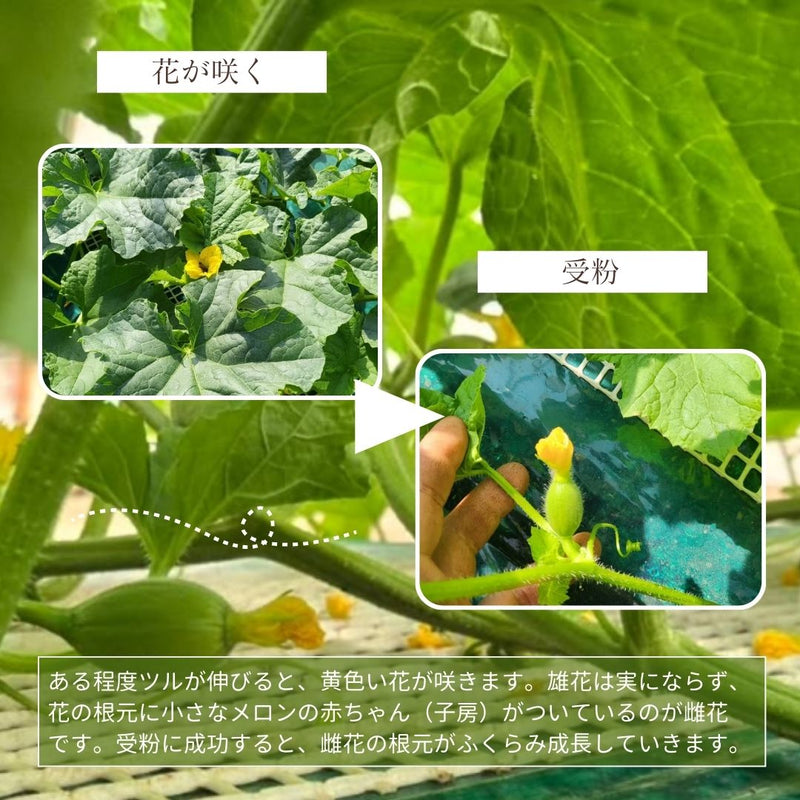 メロン 【メロン農家の根崎】 イバラキング 2玉 3.2kg 贈答用 2024年 イバラキング品評会1位 茨城県鉾田市 《6/上旬～6/中旬より出荷》