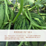 スイカ 小玉スイカ 【KSK出荷組合】 紅トップ べにくろ L どちらか1個 1.6～1.8kg 贈答用 茨城県筑西市 すいか 小玉 母の日 《5/6～5/中旬より出荷》