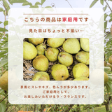 洋梨 【木村フルーツ】 洋なし ラ・フランス 家庭用 訳あり 約5kg 山形県上山市 ラフランス《11/中旬～11/下旬より出荷》
