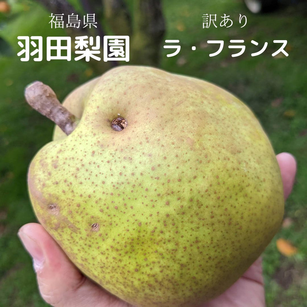 洋梨 【羽田梨園】 ラ・フランス 3kg 訳あり ご家庭用 福島県 萱場 洋
