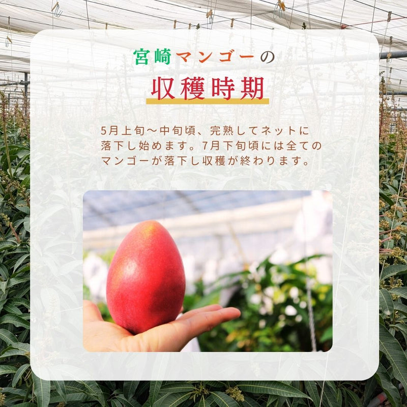 マンゴー 【緒方果樹園】 完熟マンゴー 特大 5～6L 1個 600g以上 贈答用 宮崎県宮崎市 《6/上～6/下の出荷》