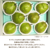 洋梨 【木村フルーツ】 洋なし ラ・フランス 家庭用 訳あり 約3kg 山形県上山市 ラフランス《11/中旬～11/下旬より出荷》