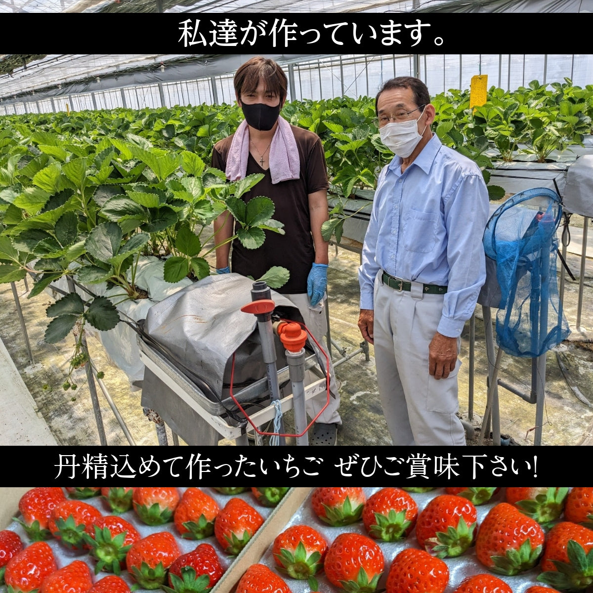 青苺 いちご 夏いちご 雷峰 7200g 小さい MA （600g 30×2P 60個)×12箱