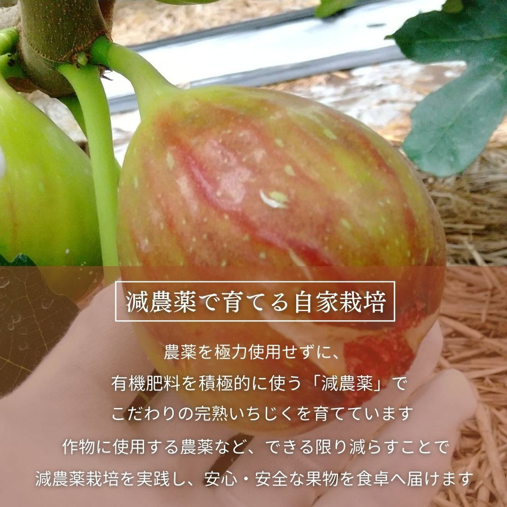 いちじく 【ファームさとう】 いちじくアイス 5個 千葉県香取市