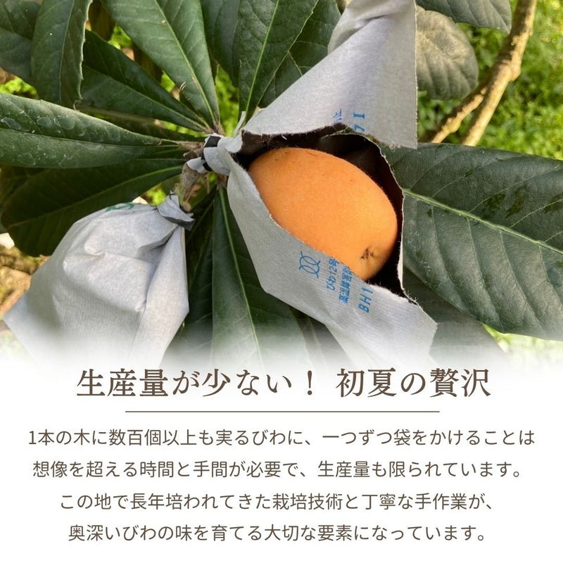 びわ 【生稲農園】 房州びわ 2kg 24～30個 サイズ色々 枇杷 皇室献上の実績 父の日 千葉県南房総市《5/中旬～5/下旬より出荷》