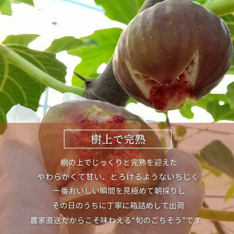 いちじく 【ファームさとう】 贈答用 品種おまかせ 12～13個 1㎏ 千葉県香取市 《8/上旬～8/下旬より出荷》