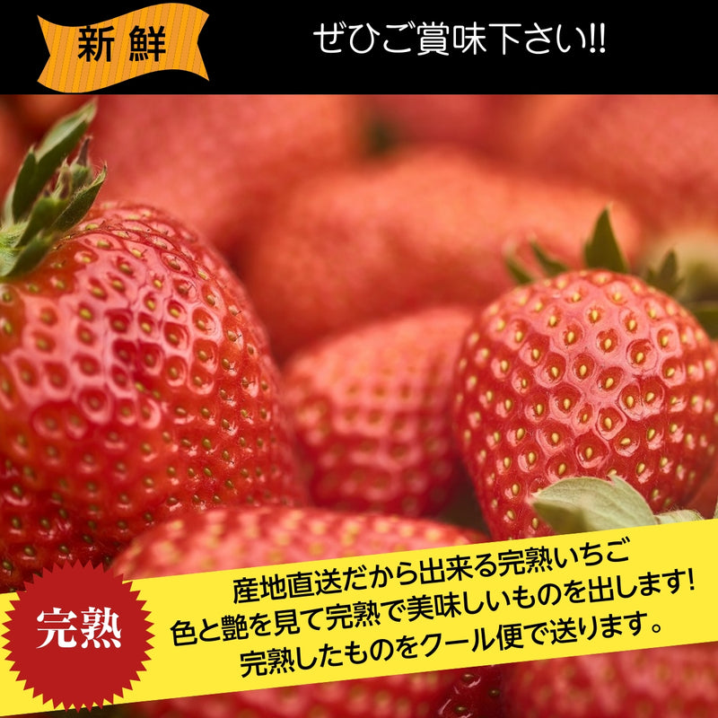 いちご 【斎藤農園】4種 食べ比べ (15～20粒 300g)×4P 福島県伊達市 《5/1～5/10より出荷》