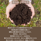 ぶどう 【境果樹園】 富士の輝き シャインマスカット 1房ずつ 約1kg 長野県須坂市 《10/上旬～10/中旬より出荷》