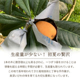 びわ 【生稲農園】 房州びわ 約1kg 12個 3L 化粧箱 枇杷 皇室献上の実績 父の日 千葉県南房総市《5/下旬～6/上旬より出荷》