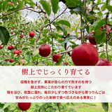 りんご 【ふんどのりんごや】 ふじ  蜜無し 長期保存用 5kg  16～18個 福島県須賀川《2/上旬～2/中旬より出荷》