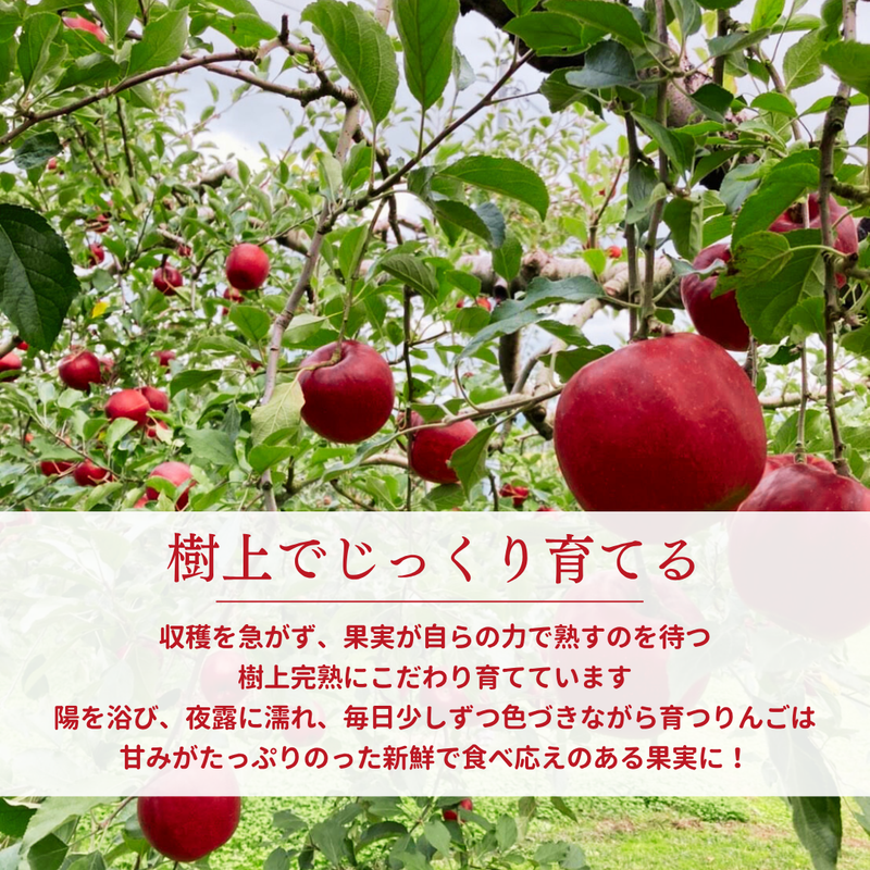 りんご 【ふんどのりんごや】 ふじ  蜜無し 長期保存用 5kg  16～18個 福島県須賀川《2/上旬～2/中旬より出荷》