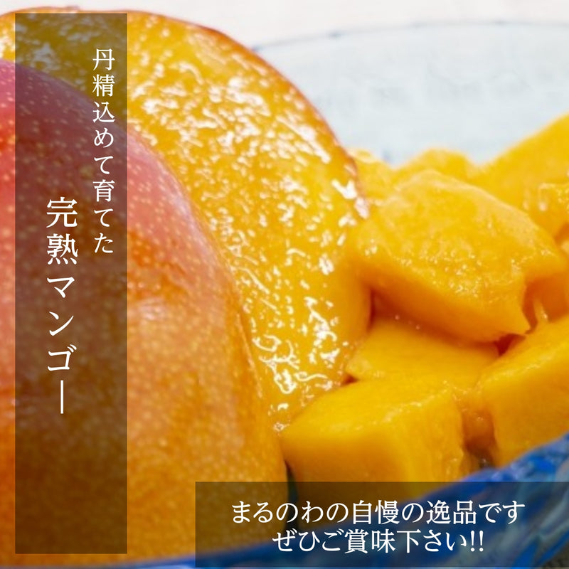 マンゴー 【まるのわマンゴー】 完熟マンゴー L 4個 宮崎県宮崎市 《5/上～5/中の出荷》