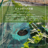 メロン 【メロン農家の根崎】 イバラキング 2玉 3.2kg 贈答用 2024年 イバラキング品評会1位 茨城県鉾田市 《6/上旬～6/中旬より出荷》