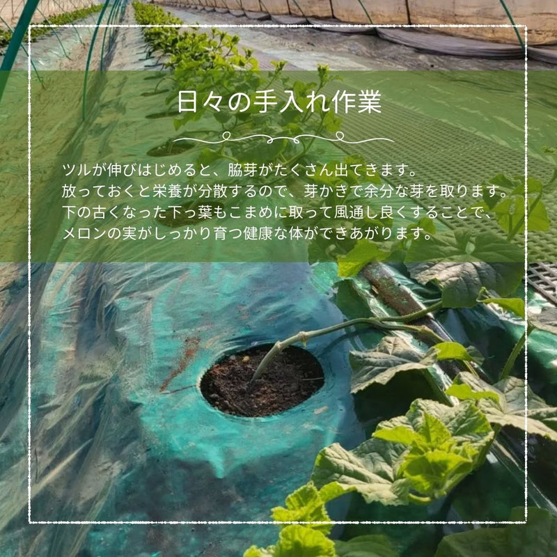 メロン 【メロン農家の根崎】 イバラキング 2玉 3.2kg 贈答用 2024年 イバラキング品評会1位 茨城県鉾田市 《6/上旬～6/中旬より出荷》