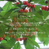 さくらんぼ 【フルーツ彩】 佐藤錦 200g×4P 800g ML 山形県上山市  《6/中旬～6/下旬の出荷》