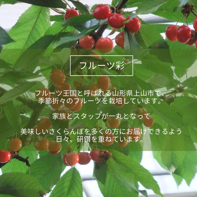 さくらんぼ 【フルーツ彩】 佐藤錦 200g×4P 800g ML 山形県上山市  《6/中旬～6/下旬の出荷》