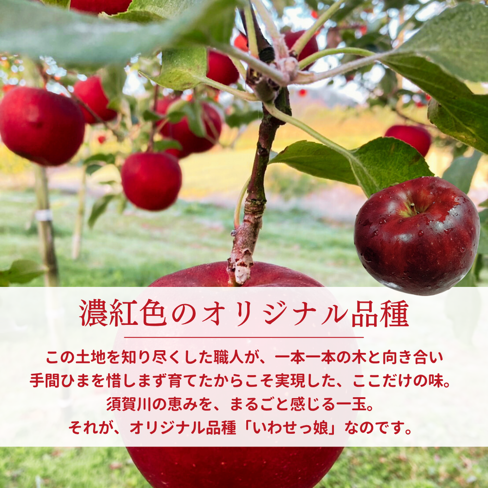 りんご 【ふんどのりんごや】 オリジナル品種 いわせっ娘 蜜無し 長期