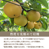 梨 【箭内厳雄果樹園】 家庭用 1種 5kg 8～11個 福島県須賀川市《11/上旬～11/中旬より出荷》