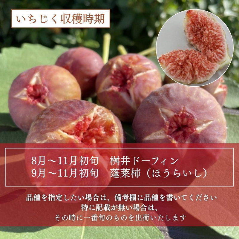 いちじく 【ファームさとう】 贈答用 品種おまかせ 12～13個 1㎏ 千葉県香取市 《8/上旬～8/下旬より出荷》